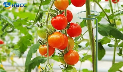 Plant Stake Support - Solució de jardineria a mida per al pròsper mercat hort...