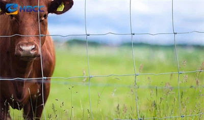 Sèrie Wire Mesh Europe - Solucions sostenibles i compatibles amb la UE-per a ...
